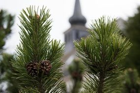 pine cones on the church background