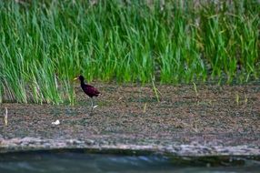 jacana jesus bird