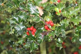 red berries on a green bush periwinkle