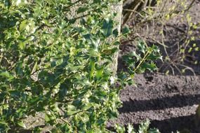 holly or winter berries on a sunny day