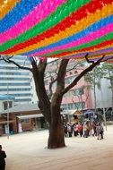 Traditional spring holiday in Korea