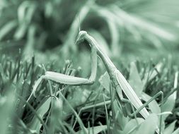 praying mantis in the grass