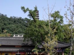 roof of buddha temple in asia