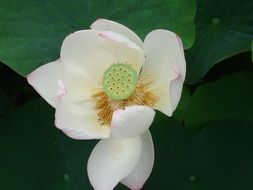 white lotus flower in buddhism