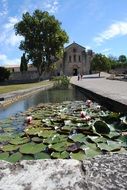 lotus pond in the monastery