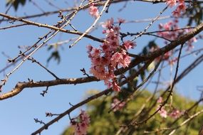 cherry blossoms in the garden of Fo Guang Shan Temple Zu Lai