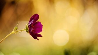 incredible close up picture of a violet flower