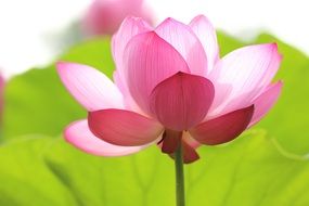 nature earth life blossom bloom pink color