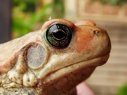 closeup of an african red toad