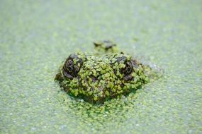 toad in the swamp