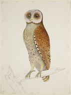 phodilus badius it's a bird of prey