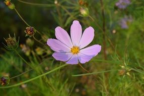 cosmos pink flower bloom macro