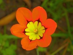 orange bud of spraxia