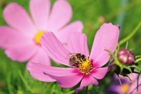 cosmea flower with a wasp