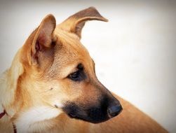 adorable dog close-up