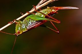 grasshopper insect wildlife