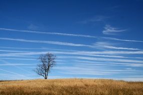 tree without leaves in a meadow with yellow grass