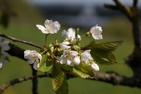 opened cherry blossoms