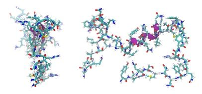 adrenomedullin peptide molecule