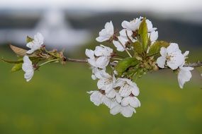 cherry blossom over the radio telescope