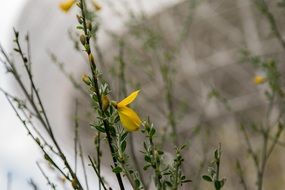 yellow flowers on a bush