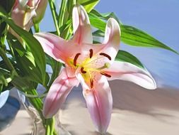 daylily hemerocallis flower lily