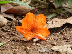 nice orange flower