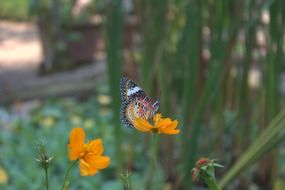 Beautiful butterflies in a garden