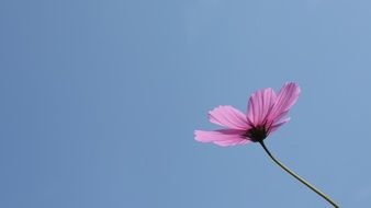 pink cosmos flower against the sky