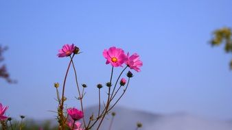 cosmos purple flowers