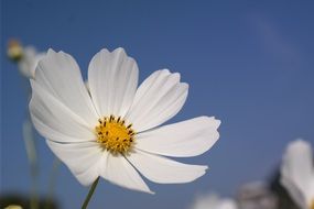 white flower on summer sky