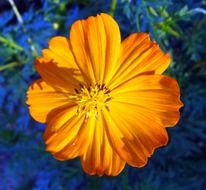 Photo of golden cosmos flower