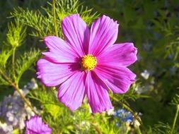 bright pink flower among green plants in the garden
