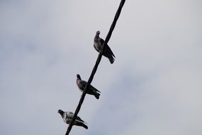 pigeons on the power line