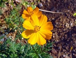 golden cosmos flower Karnataka India