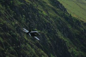 military plane above forest