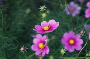 nice pink cosmos flowers