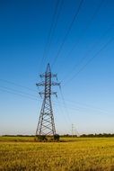 power lines and yellow fields