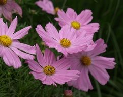cosmea shrub flowers