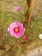 flowers cosmos pink