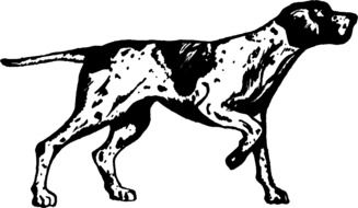dog in zoology as an illustration