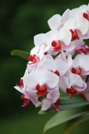 orchid flowers in botanic garden