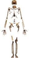 human skeleton bones at white background