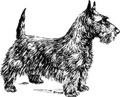 illustration of the fox terrier dog