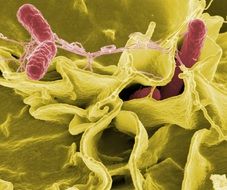 Salmonella bacteria close-up