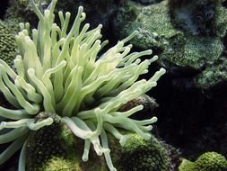 anemone among corals in the underwater world