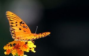 detailed photo of the passion butterfly