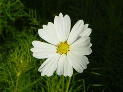 white cosmos flower