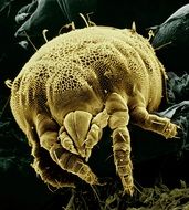 Citrus yellow mite close-up