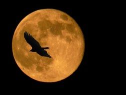 silhouette of a hawk on the background of the moon